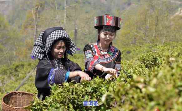 滇红之一村aaa级景区：介绍与位置全攻略