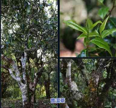 云南普洱茶是大叶种茶吗？探讨中小叶种类在普洱茶中的地位