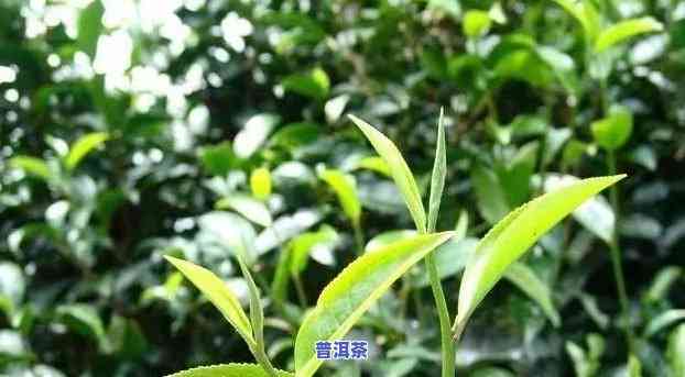 云南普洱茶是大叶种茶吗？探讨中小叶种类在普洱茶中的地位