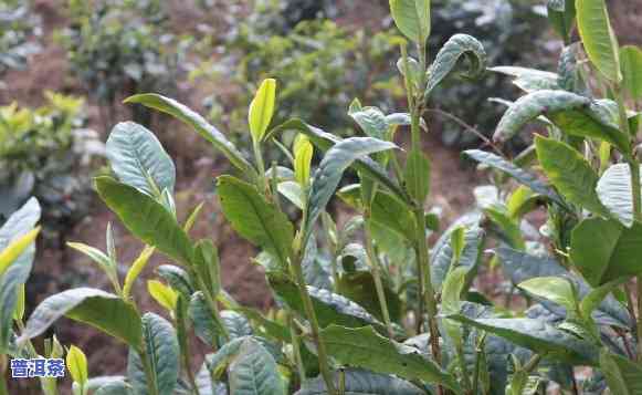 普洱茶是云南大叶种植的吗-普洱茶是云南大叶种植的吗为什么