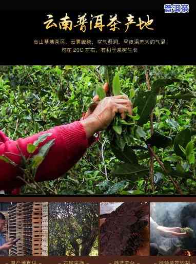 云南特产普洱茶勐海古树茶-勐海古树普洱茶的特点