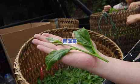 普洱茶喝三天有不存在疑问，普洱茶连续饮用三天，会对身体造成作用吗？