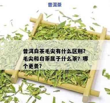 普洱茶与毛尖价格对比：哪个更贵？哪个更好喝？