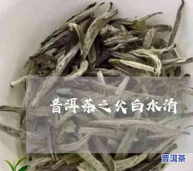 普洱茶之父白水清，探秘普洱茶之父：白水清的故事与贡献