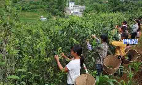 滇红的产区，探秘茶文化的瑰宝：滇红茶的产区及其特色