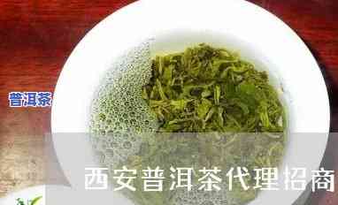 西安资深普洱茶招商-西安普洱茶专卖店