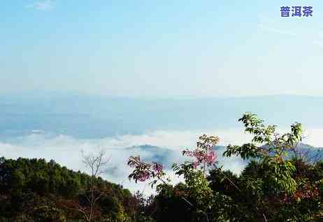 普洱茶能泡两天喝吗有吗-普洱茶能泡两天喝吗有吗能喝吗