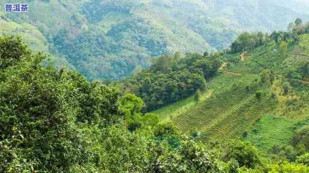 普洱茶区山头特点介绍图片大全，探索普洱茶的魅力：全山头特点介绍图片大全