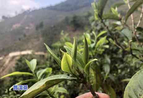 冰岛老寨普洱茶多少钱一斤，冰岛老寨普洱茶市场价格一览，一斤要多少钱？