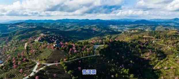 云南普洱茶视频大，「高清」云南普洱茶视频大，带你领略茶香四溢的美景！