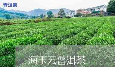 海玉普洱茶在哪里直播卖的-海玉普洱茶在哪里直播卖的好