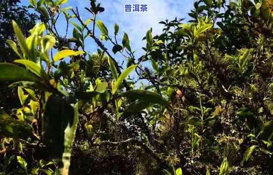 无量山凤凰山：有机红茶与乔木王的完美结合