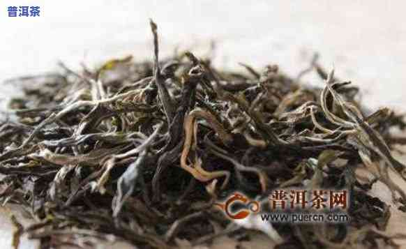 无量山凤凰山：有机红茶与乔木王的完美结合