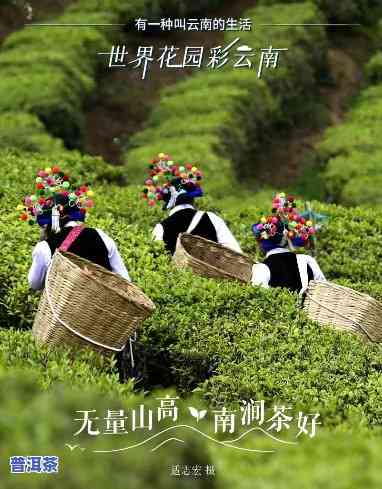 南涧无量山茶叶，探索云南南涧无量山的茶叶文化