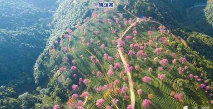 南涧无量山茶叶，探索云南南涧无量山的茶叶文化