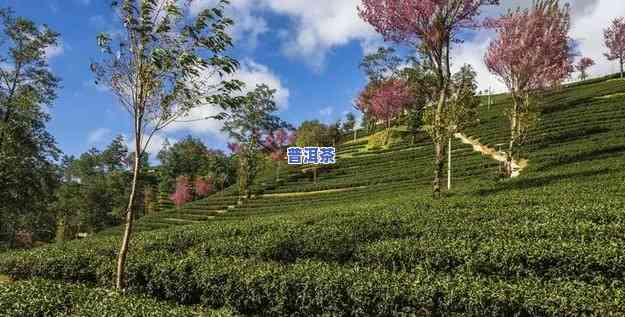 南涧无量山茶叶，探索云南南涧无量山的茶叶文化