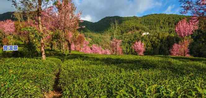 南涧无量山茶叶，探索云南南涧无量山的茶叶文化