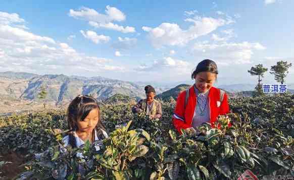 南涧无量山茶叶，探索云南南涧无量山的茶叶文化