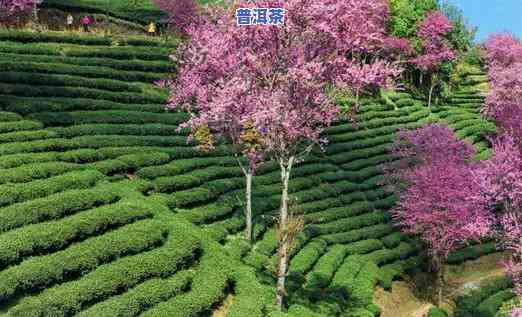 云南南涧无量山茶属于什么茶，探寻云南南涧无量山茶的品种归属