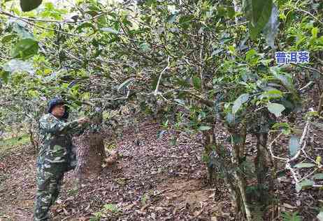 普洱茶每日更佳茶量：多少克最合适？