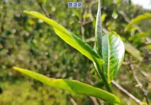 普洱茶叶中的是什么，揭示普洱茶的神秘面纱：的真正身份与价值