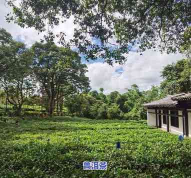 中华普洱茶博览苑游记，【游记】走进中华普洱茶博览苑，探索茶文化的魅力