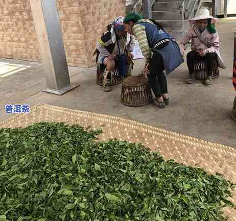 冰岛老寨普洱茶生茶价格：几万一公斤，100g多少钱？