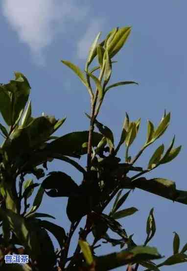 普洱茶的花香、蜜香和原野的香味，探索普洱茶的多重香气：花香、蜜香与原野香