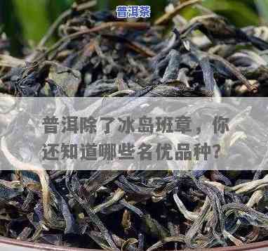 普洱茶冰岛属于什么茶，揭秘茶叶中的贵族：普洱茶冰岛的品种与特点