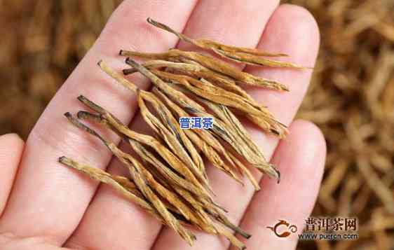 滇红茶黄芽能泡几泡？详解茶叶冲泡次数与技巧