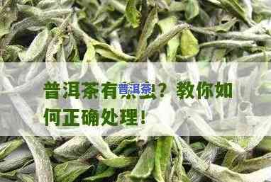 普洱茶为何虫？深入熟悉起因与防治方法