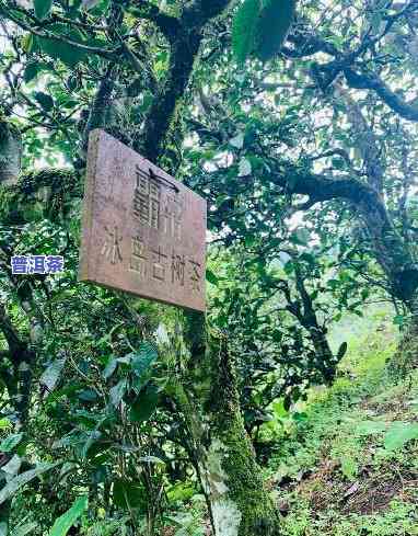 冰岛普洱茶寨子，探索神秘的冰岛普洱茶寨子：一场味蕾与视觉的盛宴