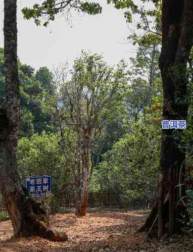 云南勐海茶树王茶业，探访最古老茶树：云南勐海茶树王茶业