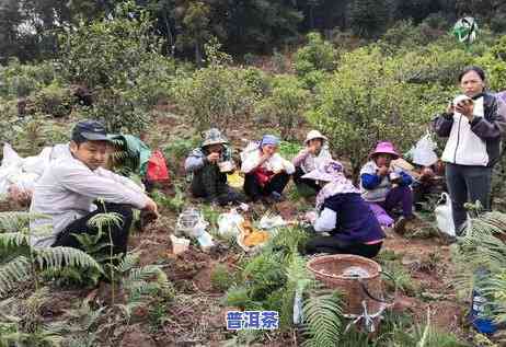 正宗冰岛老寨古树普洱生茶，【限时抢购】正宗冰岛老寨古树普洱生茶，品味原生态口感！