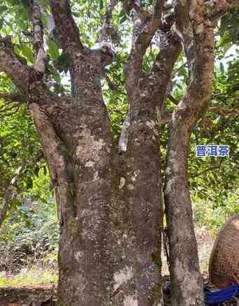 千年古树普洱茶好处是什么呢，千年古树普洱茶：你不知道的好处