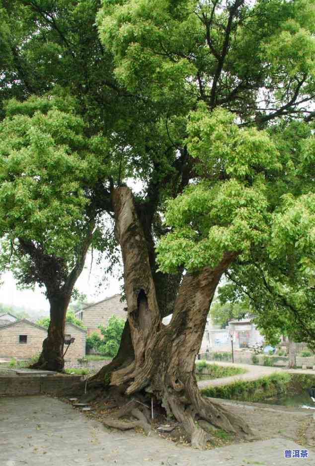 千年古树普洱茶：好处、功效全解析