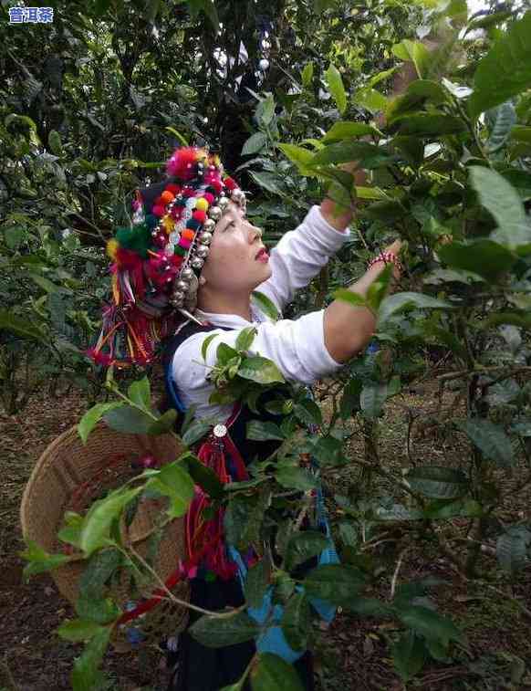 怎样将熟普洱茶饼弄碎？详细步骤视频教程