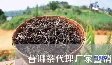 赣州普洱茶代理招商-普洱茶经销商