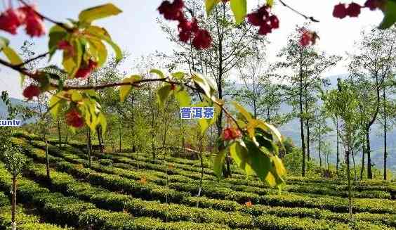 黎明星火茶厂与黎明茶厂，黎明双星：探寻黎明星火茶厂与黎明茶厂的故事