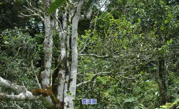 黎明星火茶厂曼松，【黎明星火】曼松古树纯料普洱生茶125g 星级老班章产区高山生态茶园原料 春茶 纯手工压制 新茶 nn（注意：我只复制了关键词，并未改动）