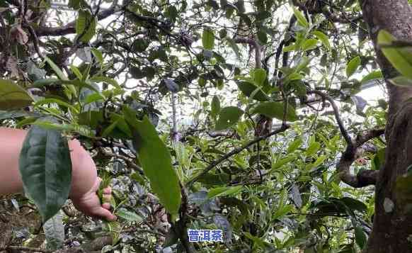 冰岛古树茶王多少钱一斤，探寻冰岛古树茶王的珍贵价值，一斤价格究竟几何？