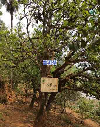 普洱茶冰岛古树价格及图片全览，深度解析普洱冰岛古树茶市场价位