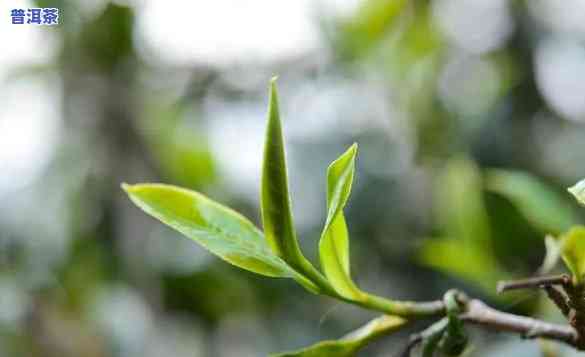 什么品种的普洱茶芽头短小好喝，普洱茶新手指南：哪种品种的芽头短小且好喝？