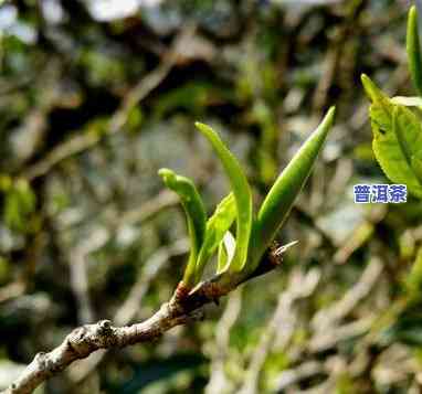 什么品种的普洱茶芽头短小好喝，普洱茶新手指南：哪种品种的芽头短小且好喝？