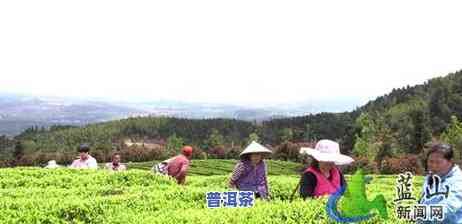 普洱茶春茶干茶色泽-普洱茶春茶干茶色泽怎么样