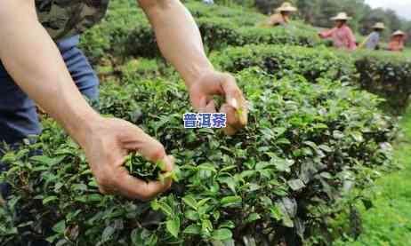 普洱茶春茶干茶色泽-普洱茶春茶干茶色泽怎么样