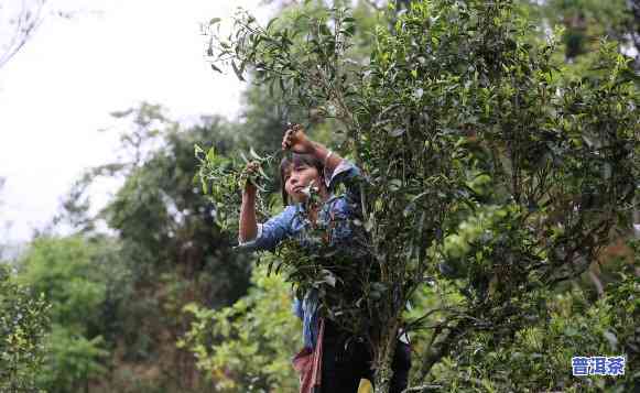 普洱茶什么季节采摘的更好，揭秘更佳采茶季：普洱茶什么季节采摘口感更佳？