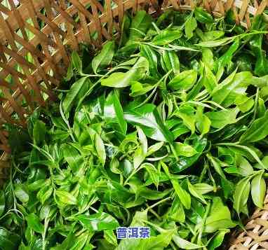 普洱茶叶子越大越好吗，揭秘：普洱茶叶子大小真的决定品质吗？