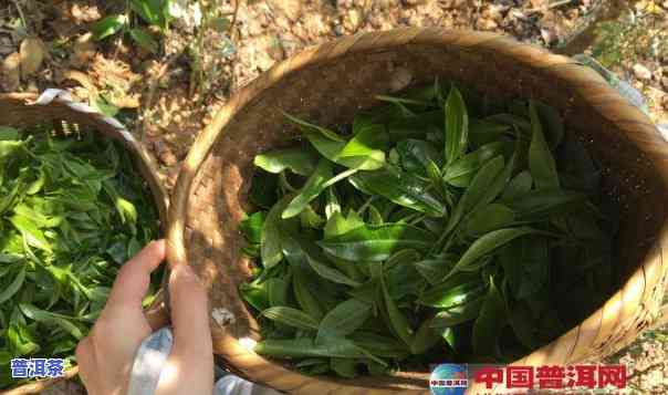 几斤鲜叶可以炒一斤普洱茶吗，怎样计算鲜叶与普洱茶的比例？一斤鲜叶能炒出多少普洱茶？