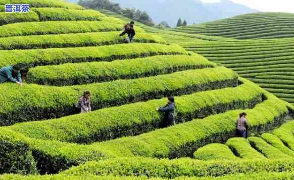 桃江县茶叶，探索桃江县的茶文化：品味特别的桃江茶叶